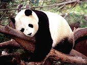 panda bearr !!!