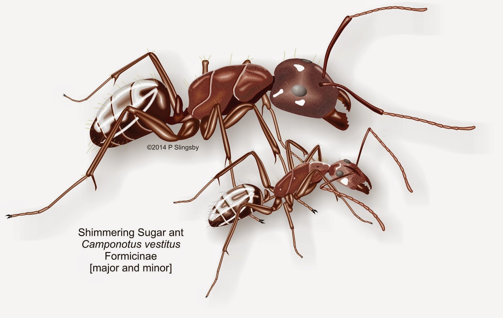 Ant 9 Bv ants of southern africa conotus species sugar ants Ant 9 Bv ants of southern africa conotus species sugar ants