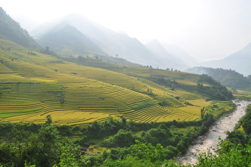 Sắc Vàng Sa Pa Ruong+bac+thang+sapa5