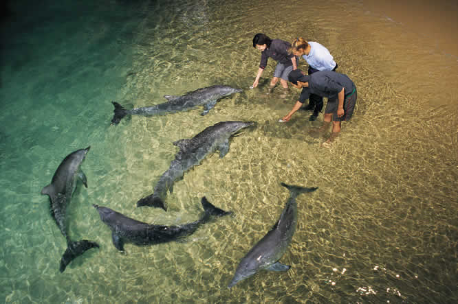 Australia Dolphins