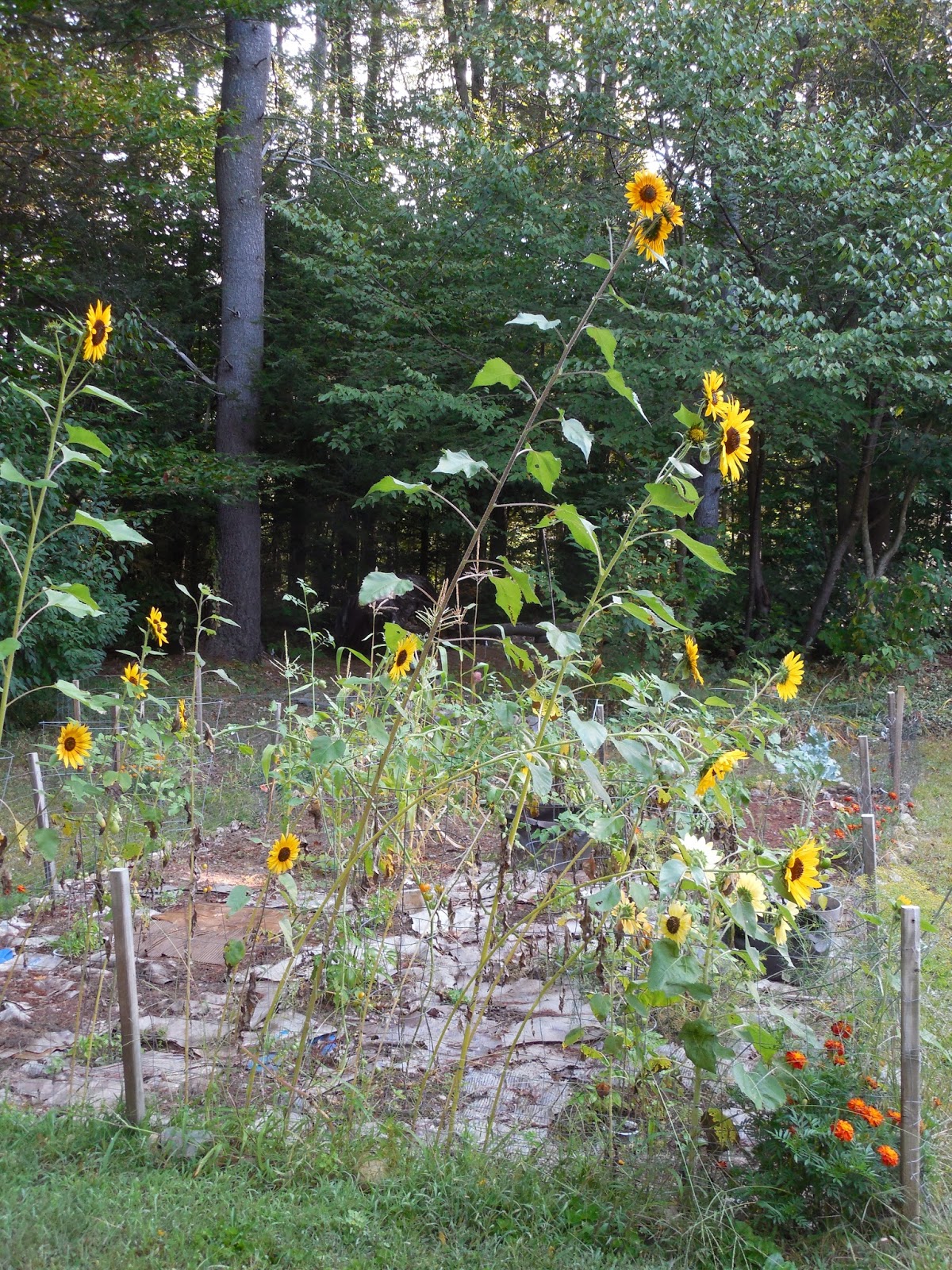 Share it! Science Lessons from Sunflowers