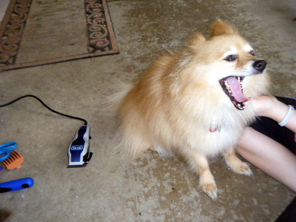 how to shave pomeranian pomeranian hairstyle 2013 how to shave pomeranian pomeranian hairstyle 2013