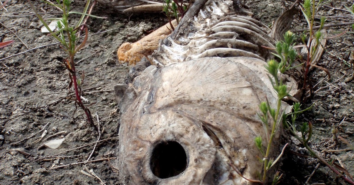 carp dead
