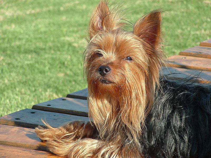 Follow the Piper: YORKIES Follow the Piper: YORKIES