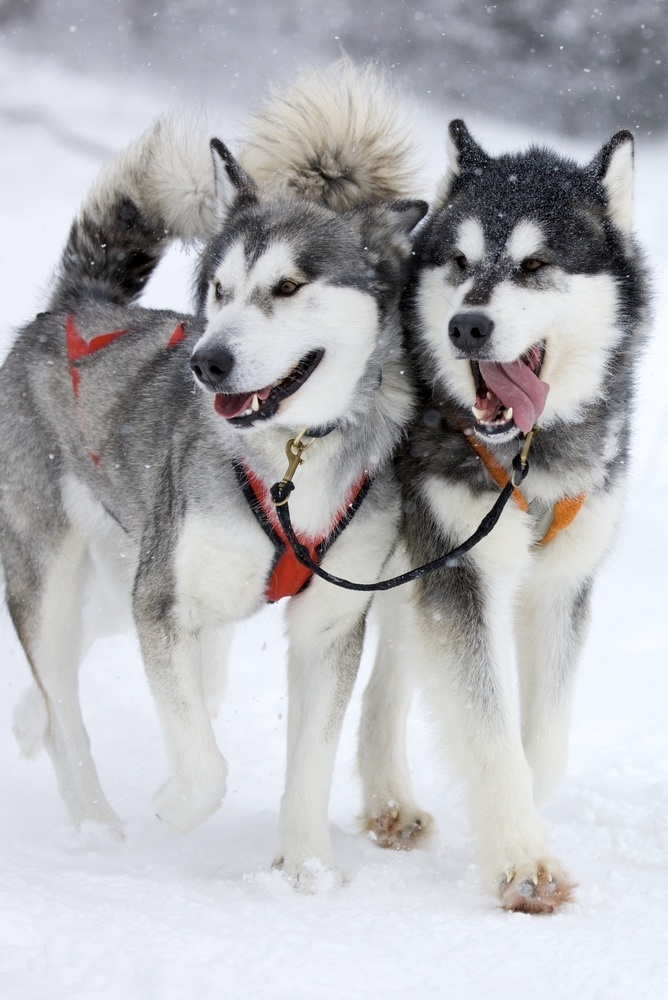 dogs origin siberian husky history many dogs origin siberian husky history many