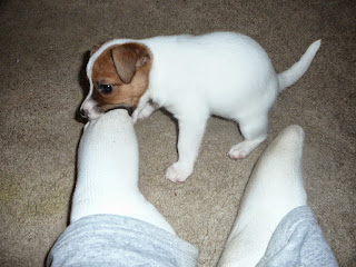 Sadie Mae (my Jack Russell tiny terror) when she first joined the family Sadie Mae (my Jack Russell tiny terror) when she first joined the family
