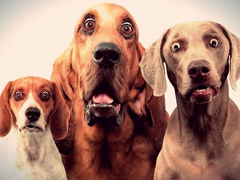¿Cómo reaccionan los perros ante un truco de magia? ¿Cómo reaccionan los perros ante un truco de magia?
