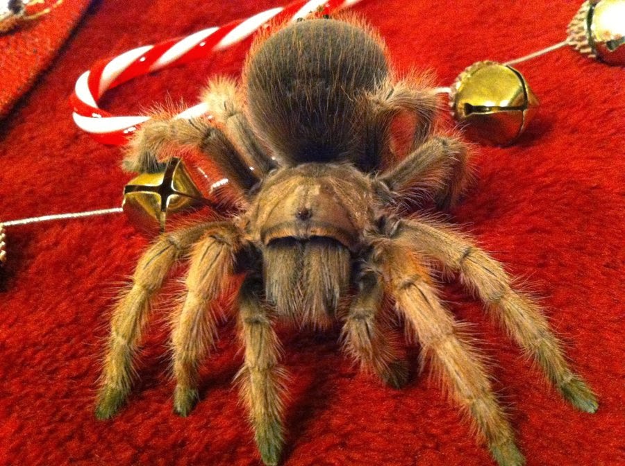 Christmas Is Awesome And So Should You 5 Christmas Spiders and