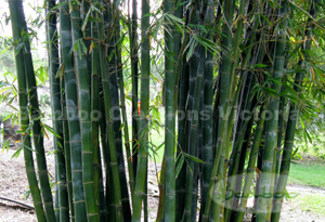 Dendrocalamopsis Oldhamii or Speedy Screen Bamboo
