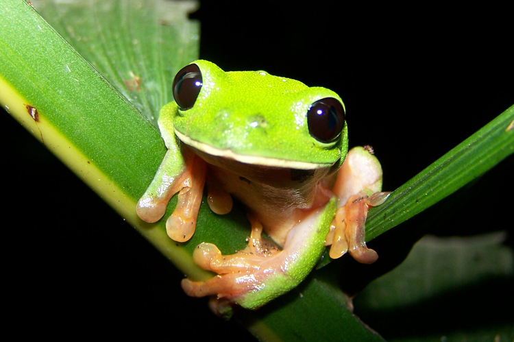 Agalychnis Moreletii