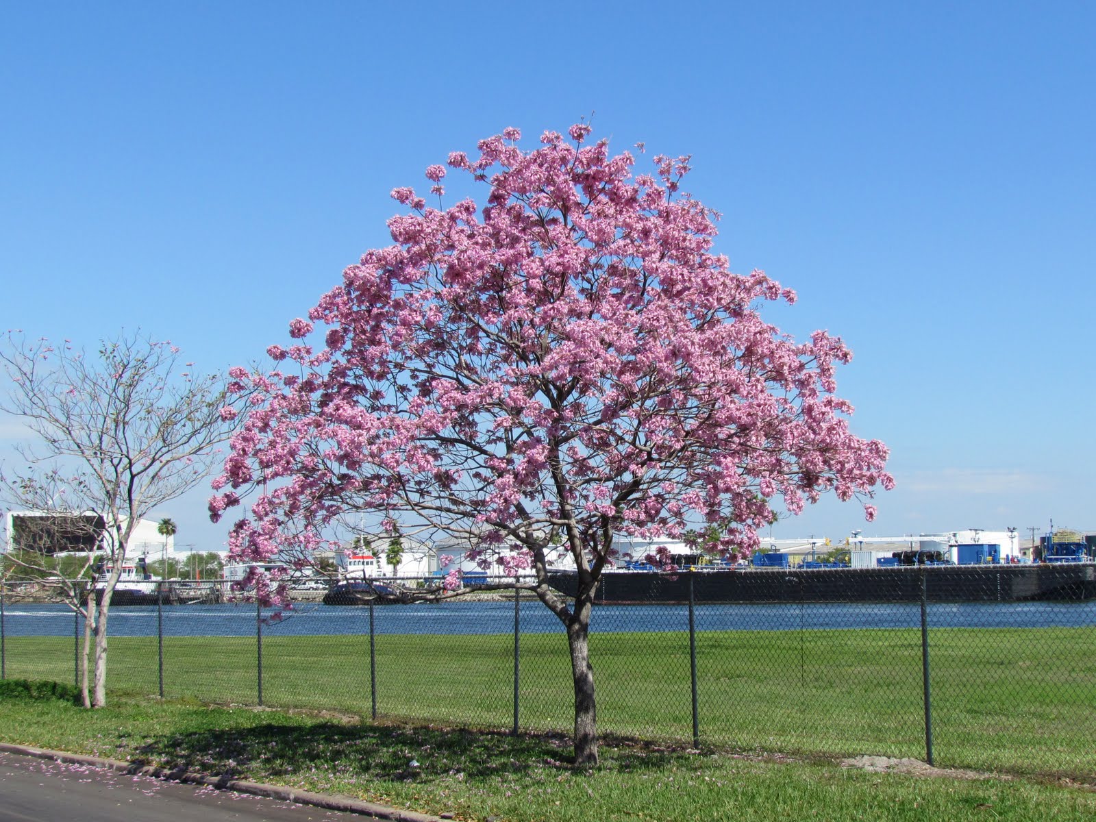 Journeys of The Key West Southernmost Walker