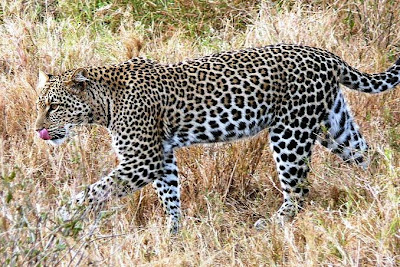 African-Painted-Leopard