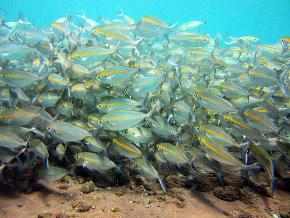 school of fish Tulamben Bali
