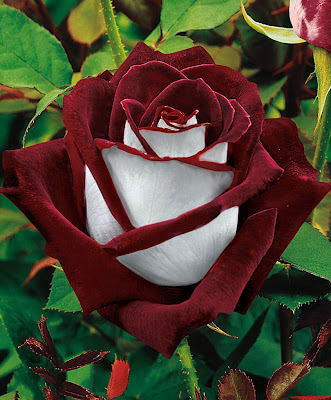 imagenes de flores exoticas gratis - Fotos de flores y rosas para fondo de pantalla del celular y 