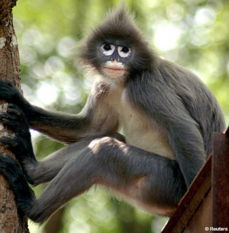 Image Of Monkey