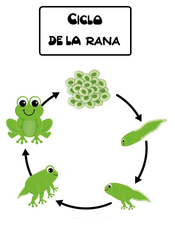 Imágenes a color listas para imprimir del Ciclo de Vida de la Rana y Imágenes a color listas para imprimir del Ciclo de Vida de la Rana y
