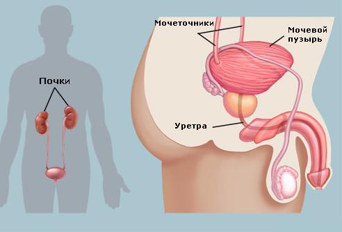 очищение от паразитов в домашних условиях содой очищение от паразитов в домашних условиях содой