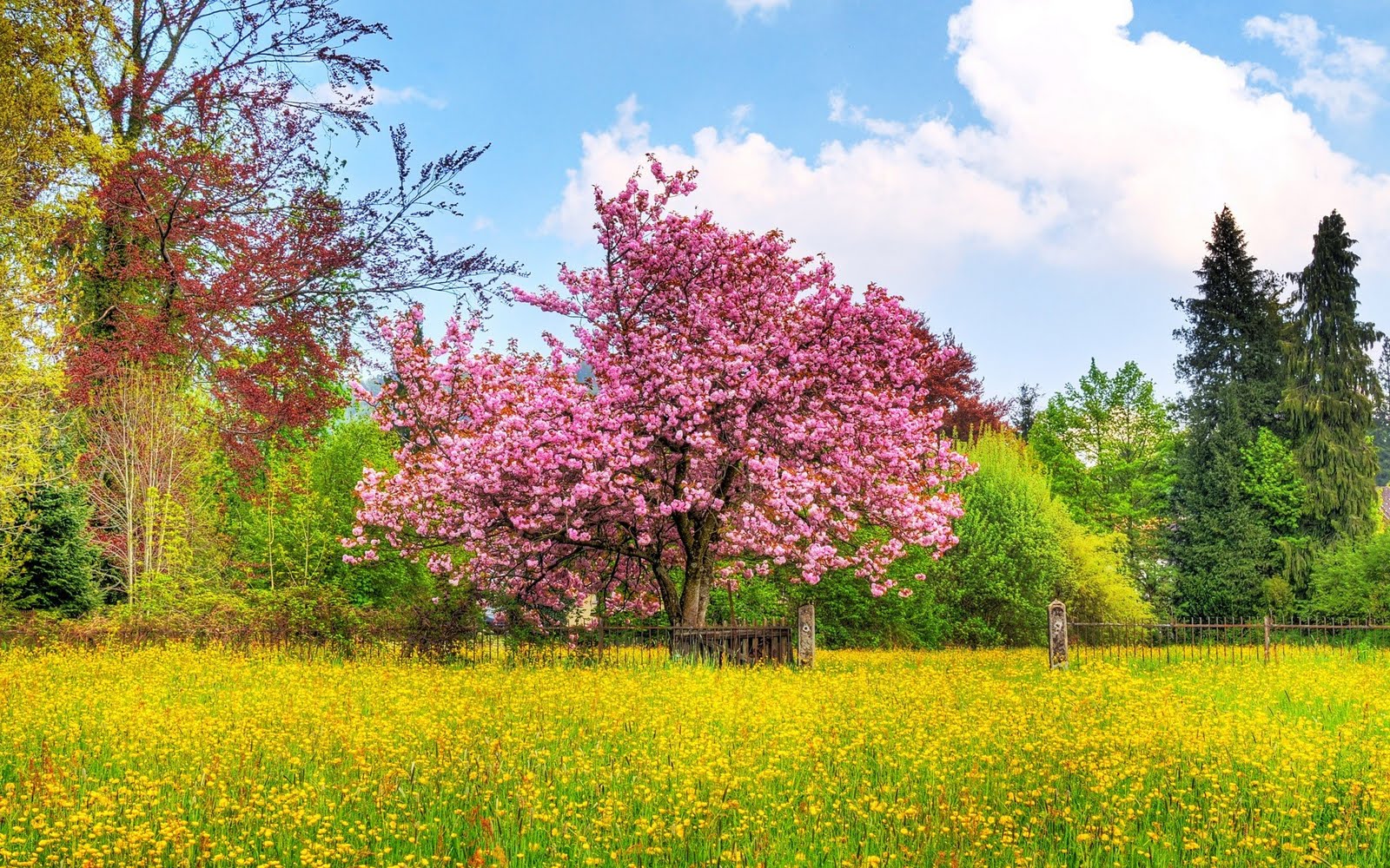 Jardín y árbol con flores de colores - Garden and Tree