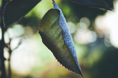 Leaf, Photography by Cindy Grundsten