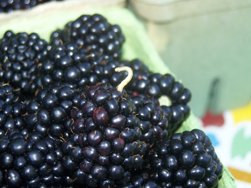 Picking Blackberries 101