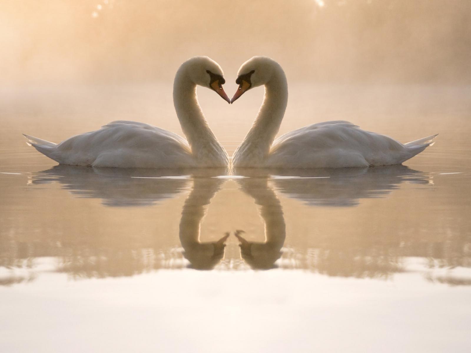 Patos enamorados Wallpaper - EG Wallpapers