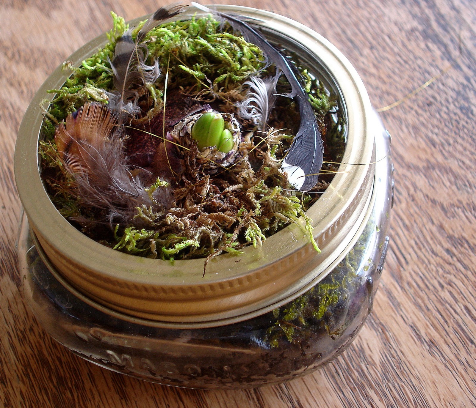 woman with wings hyacinth bulb in a jar moonday