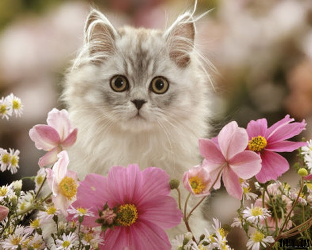 cute+cats+wallpaper024