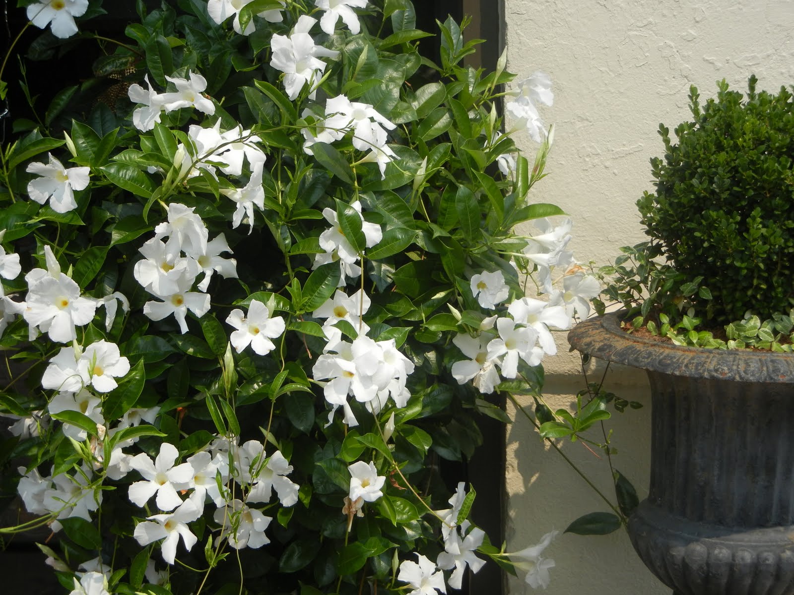 The French Tangerine savannah