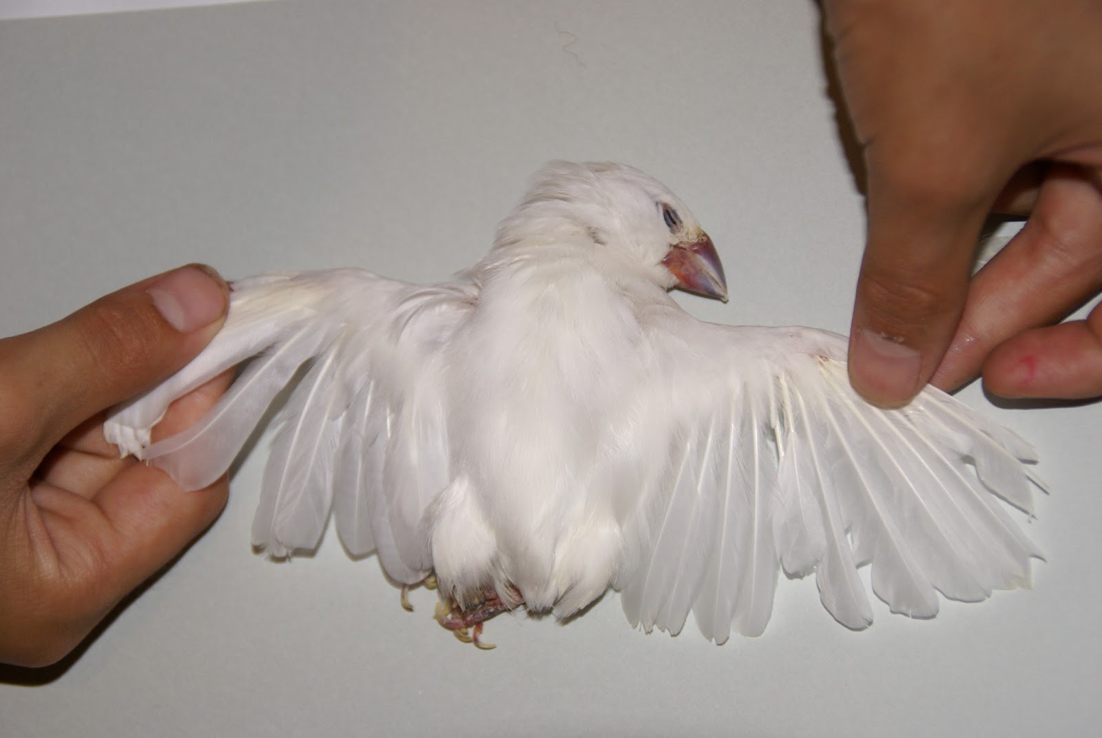 鳥の羽、骨格標本記録 シロブンチョウ