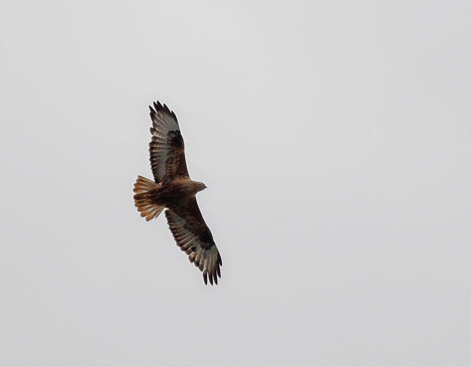 Long-legged Buzzard, copyright Iordan Hristov Long-legged Buzzard, copyright Iordan Hristov