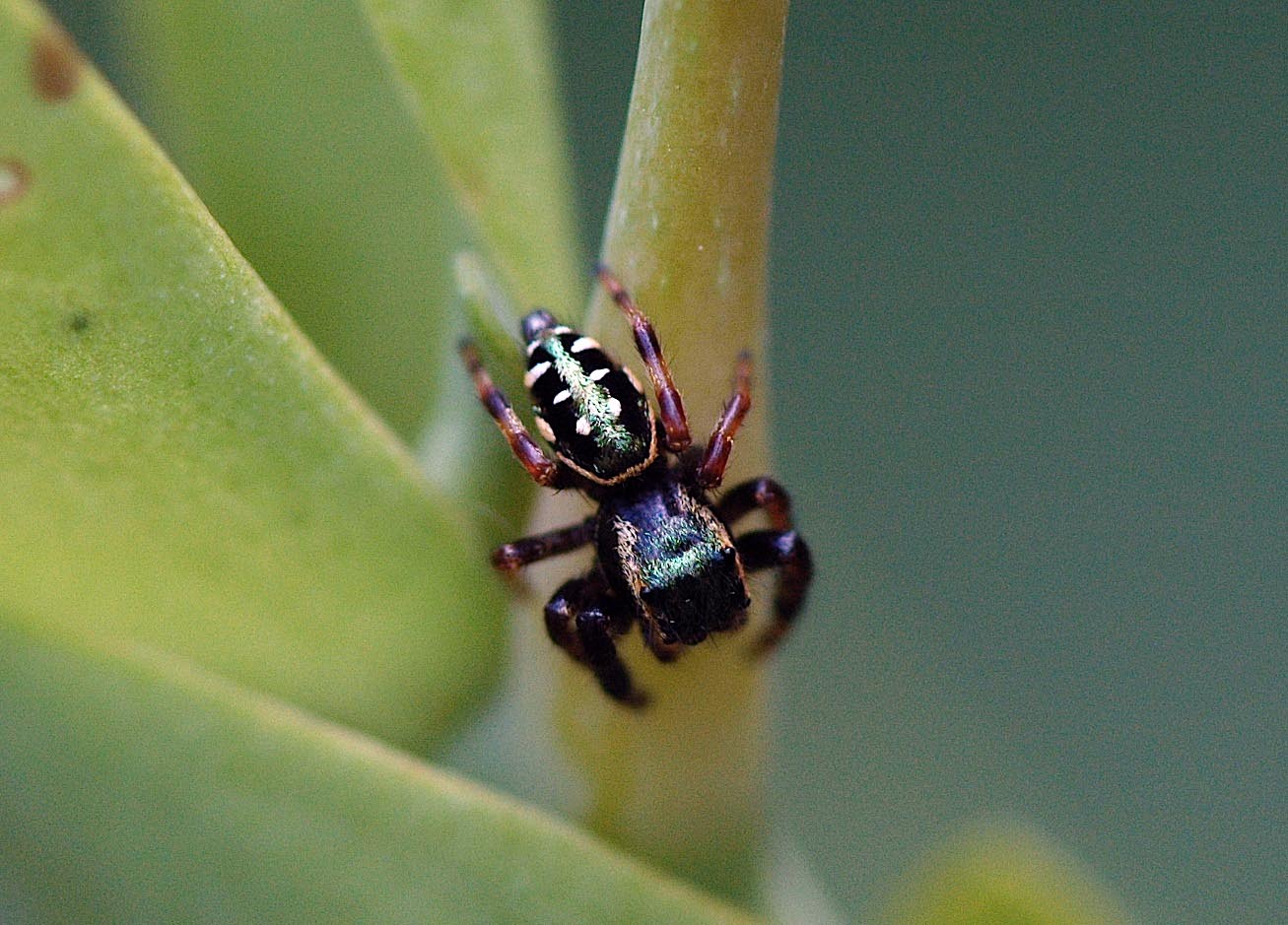 Field Biology in Southeastern Ohio Ohio Spiders