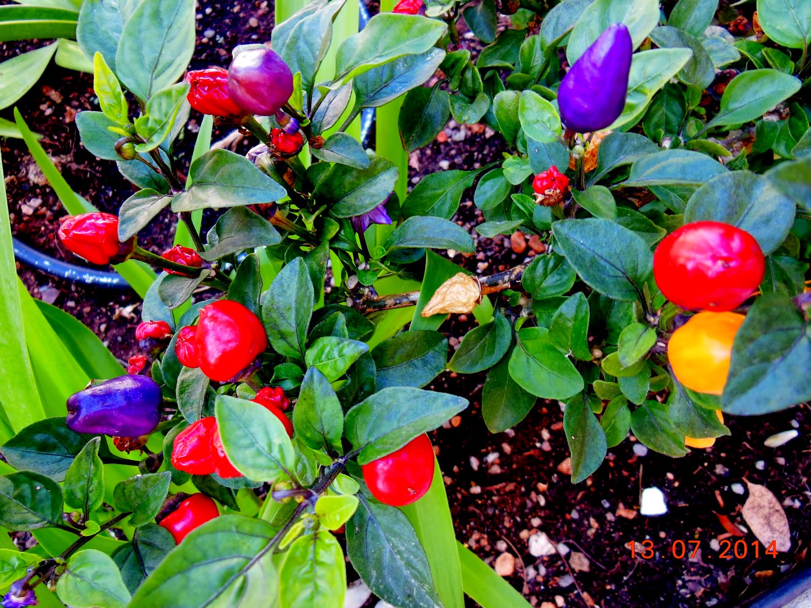 naturconsejos PIMIENTO (Capsicum annuum), (C. frutescens), (C