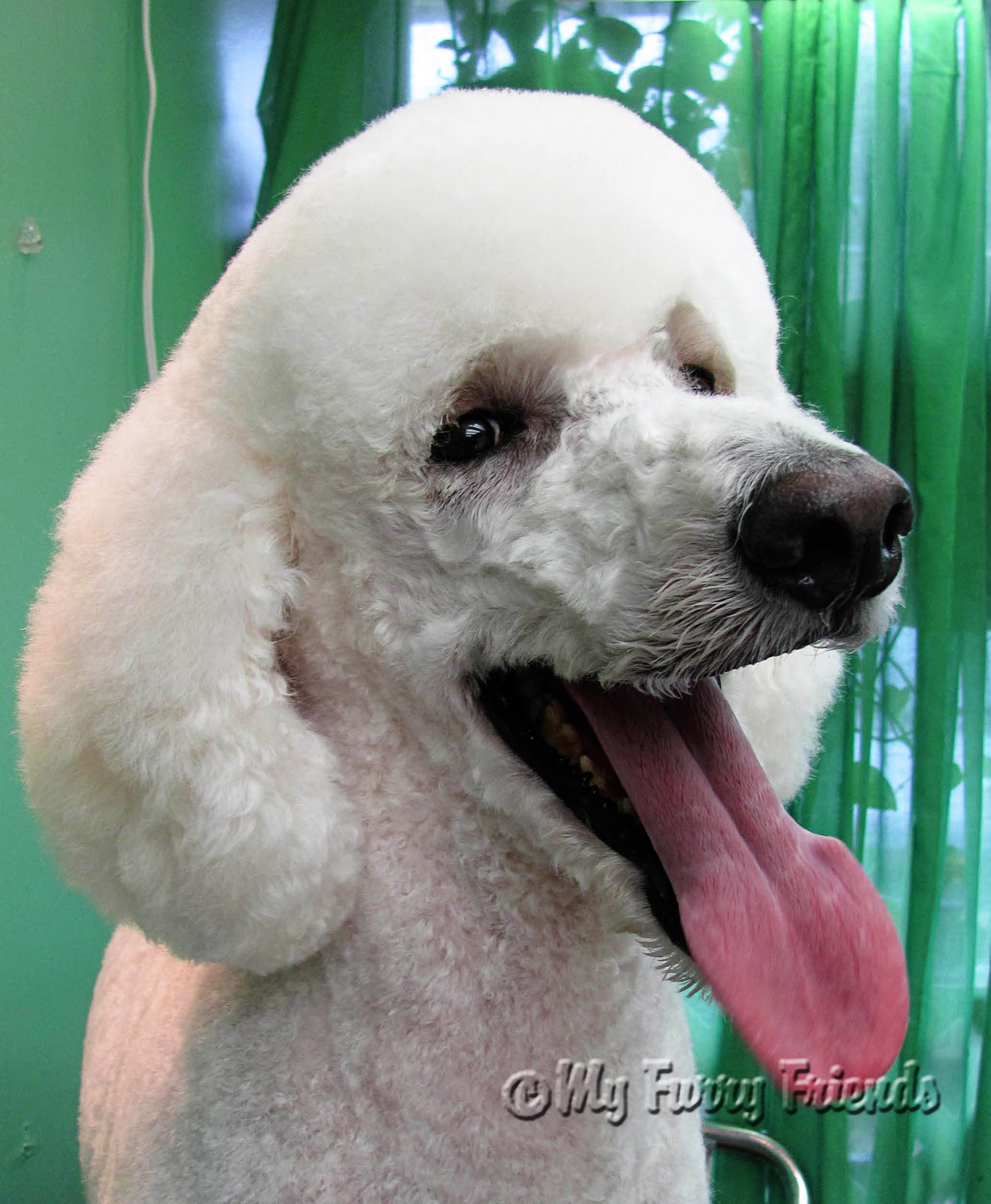 Pet Grooming The Good, The Bad, & The Furry Poodle Topknots