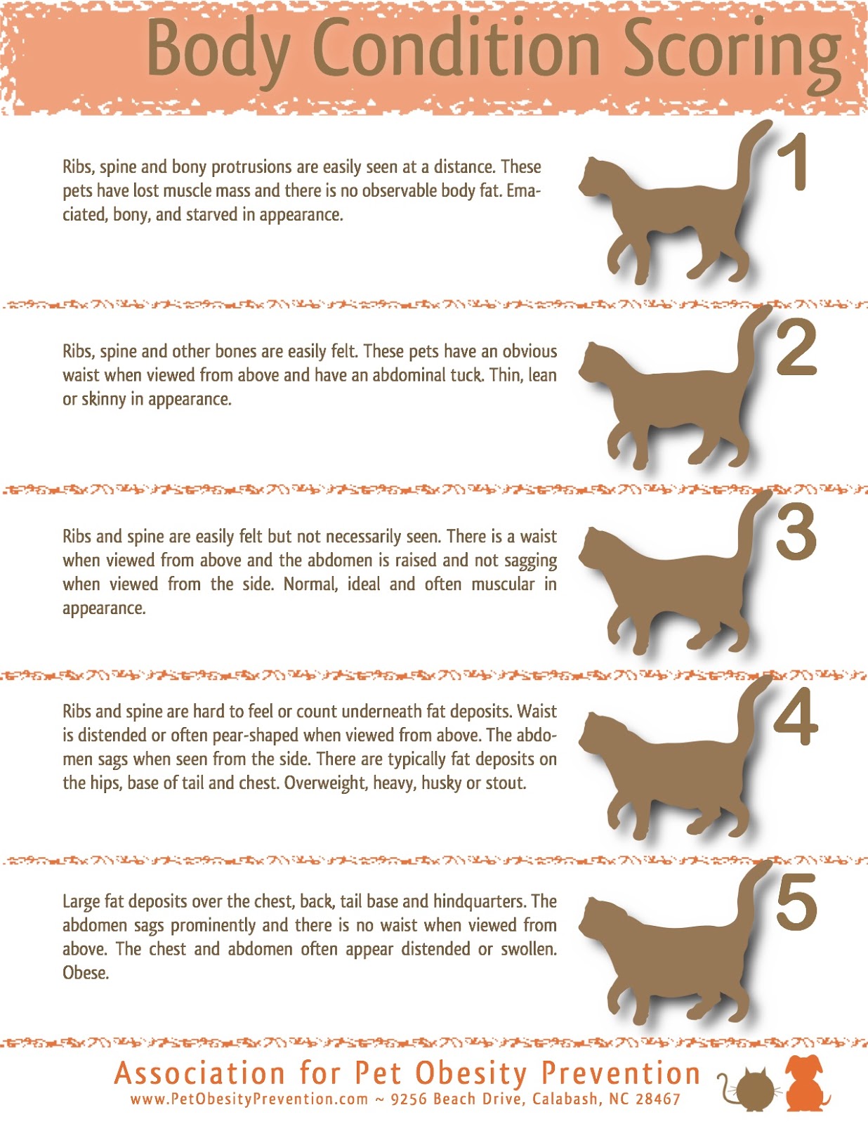 Gravy Vs Grain Free Which Is Good For Cat Gravy Vs Grain Free Which Is Good For Cat