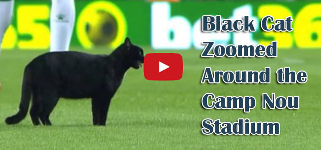 Video of Black Cat Zoomed Around the Camp Nou Stadium During Football Match of Barcelona vs Elche Video of Black Cat Zoomed Around the Camp Nou Stadium During Football Match of Barcelona vs Elche
