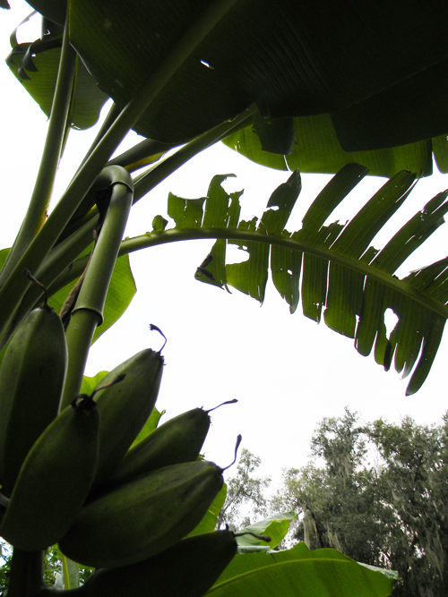 Florida Survival Gardening Survival Plant Profile Bananas