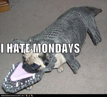 pug monday amyoops its a pug monday pug monday amyoops its a pug monday