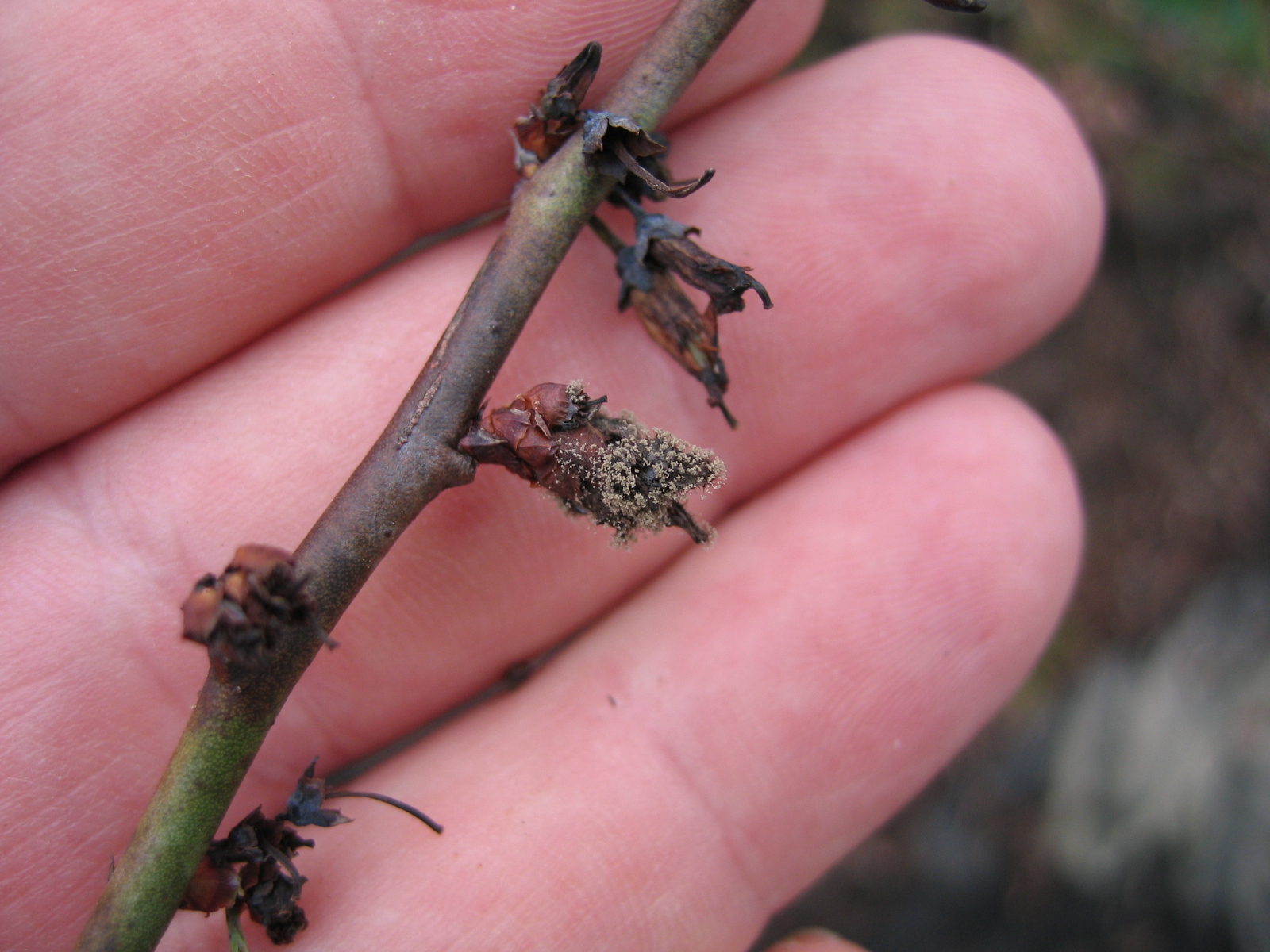 The NC Blueberry Journal Botrytis Flower Blight