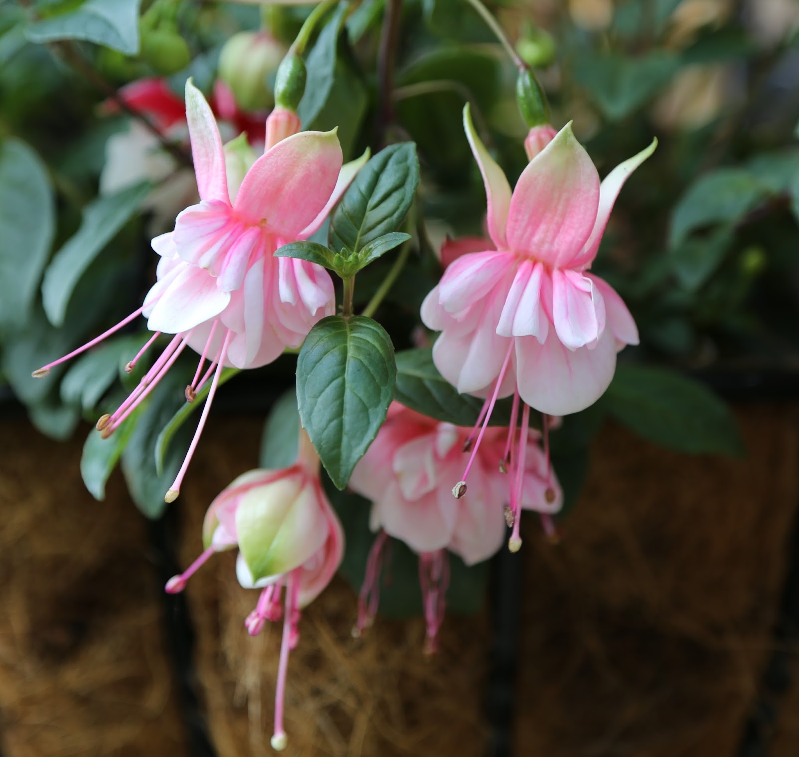 SWINGTIME AND SOUTHGATE TRAILING FUCHSIAS IN HANGING BASKETS GARDENER