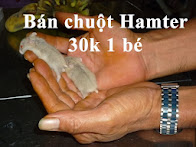 Bán Hamter