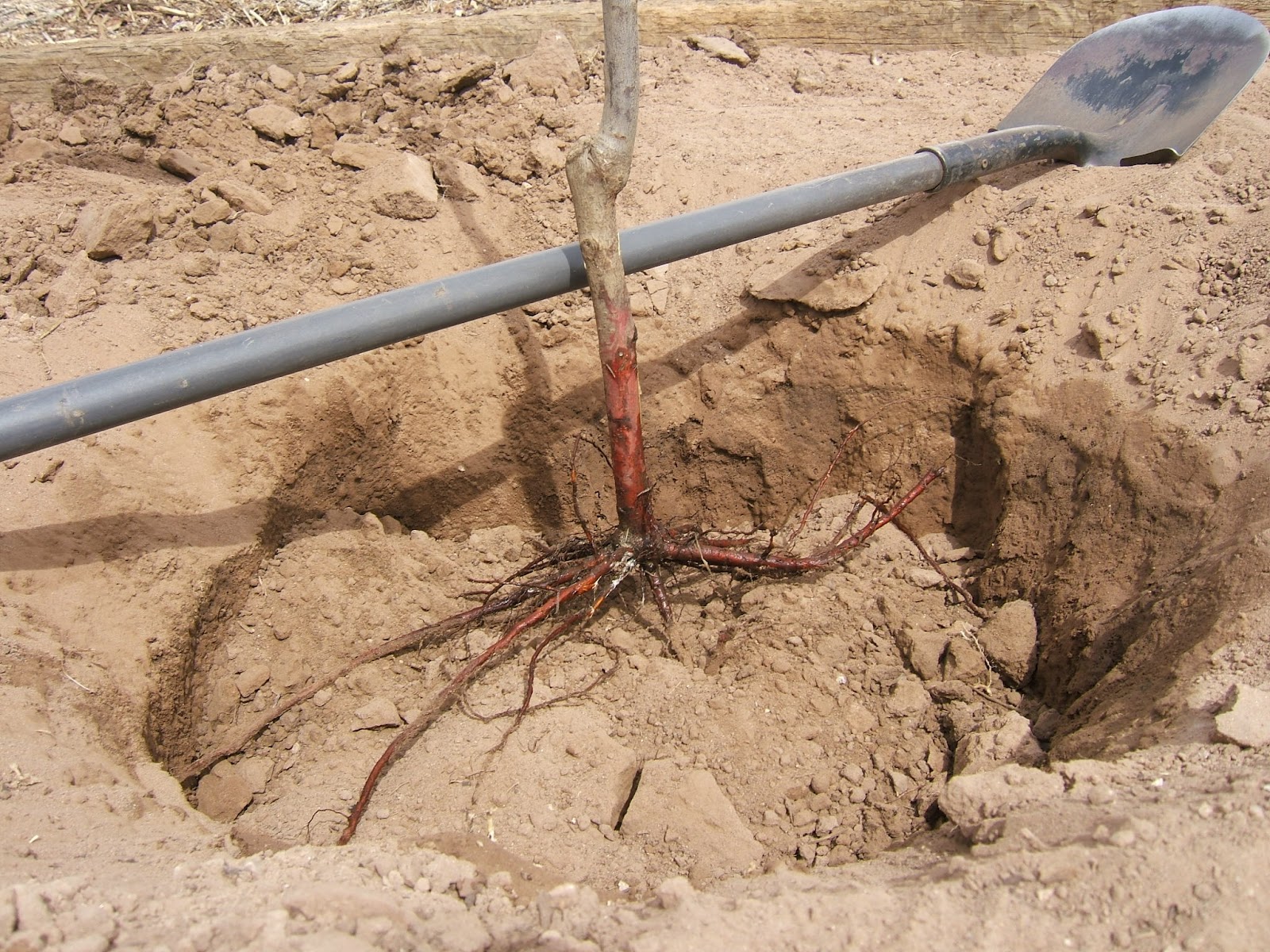 Grafted Fruit Tree Planting Part 2 Plant Your Tree!