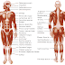 Anatomy Photo l The Muscular System