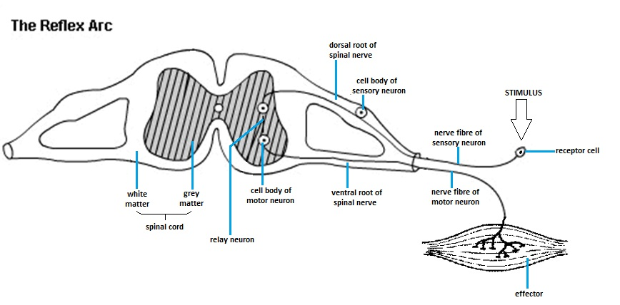 sweetibnotes: Option E - Neurobiology and behaviour