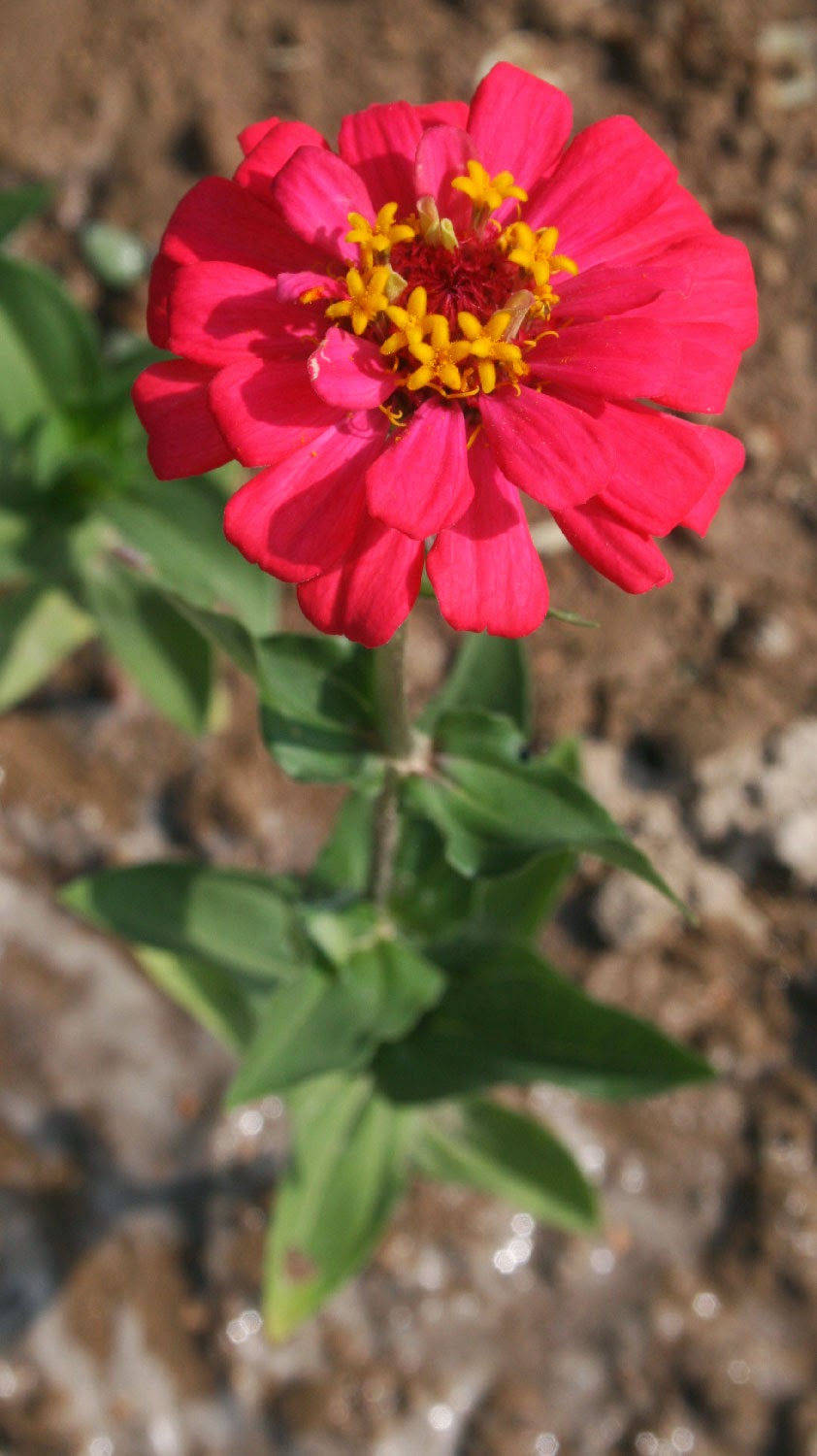 Gorgeous Zinnia Gorgeous Zinnia