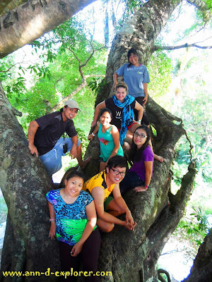 millennium tree ann d explorer