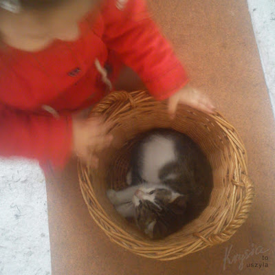 W Krysiakowie - wizyta kotka