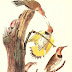As lindas Aves da América de John James Audubon
