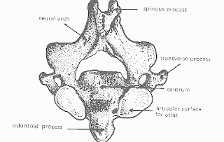 Principles of Human Anatomy and Physiology: CHAPTER 7: Anatomy of Bones