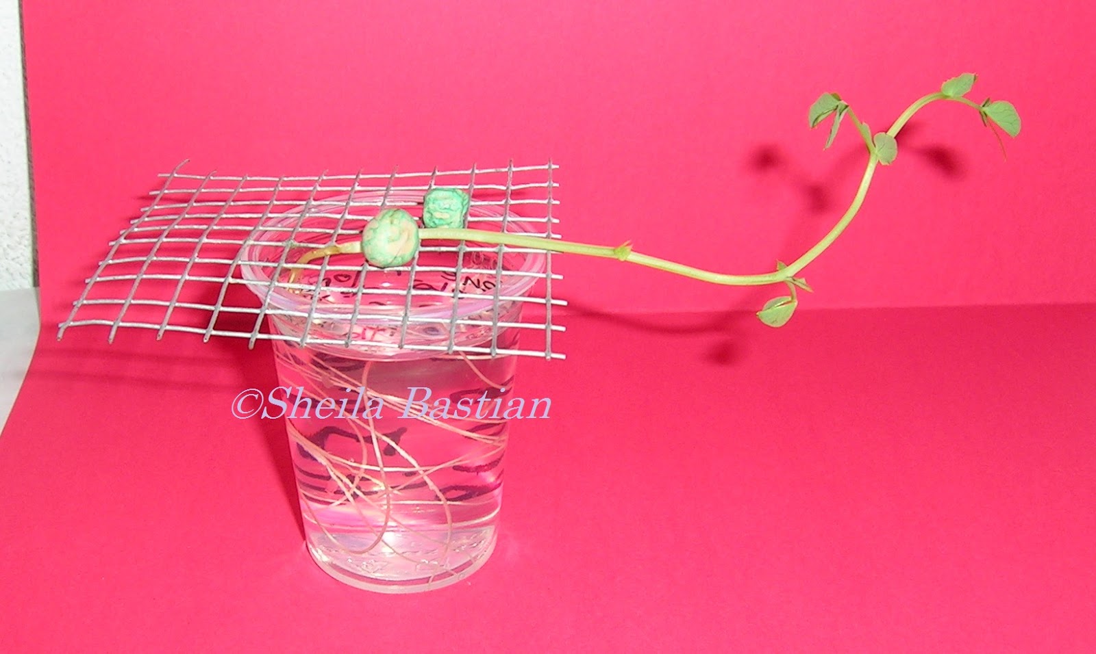 Science Magazine PLANT MOVEMENTS TROPISM