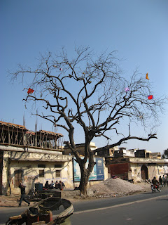 kites in tree jaipur 
